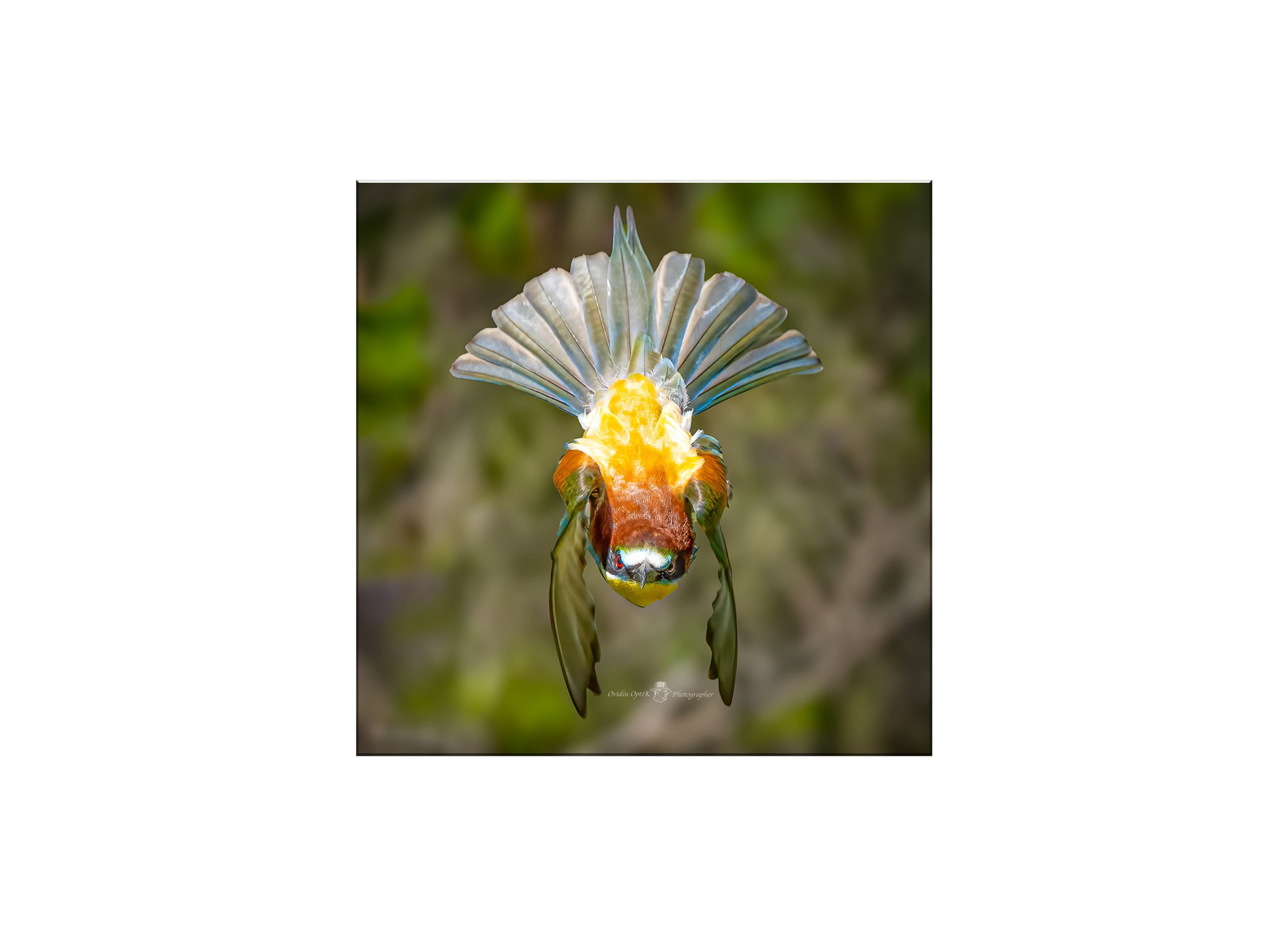 Tablou Canvas - Eleganța Naturii în Zbor – O Captură Spectaculoasă a Grației Păsărilor, by Ovidiu Optik Photography - imagine 2