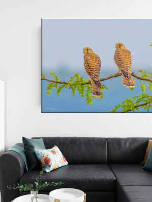 Tablou Canvas - Complicitate în Natură – Tablou cu Eleganța Perechii de Șoimi, by Ovidiu Optik Photography