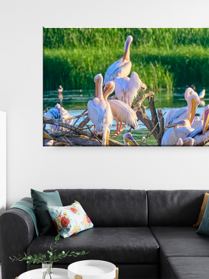 Tablou Canvas - Dansul Pelicanilor – Eleganță și Natură în Armonie, by Ovidiu Optik Photography