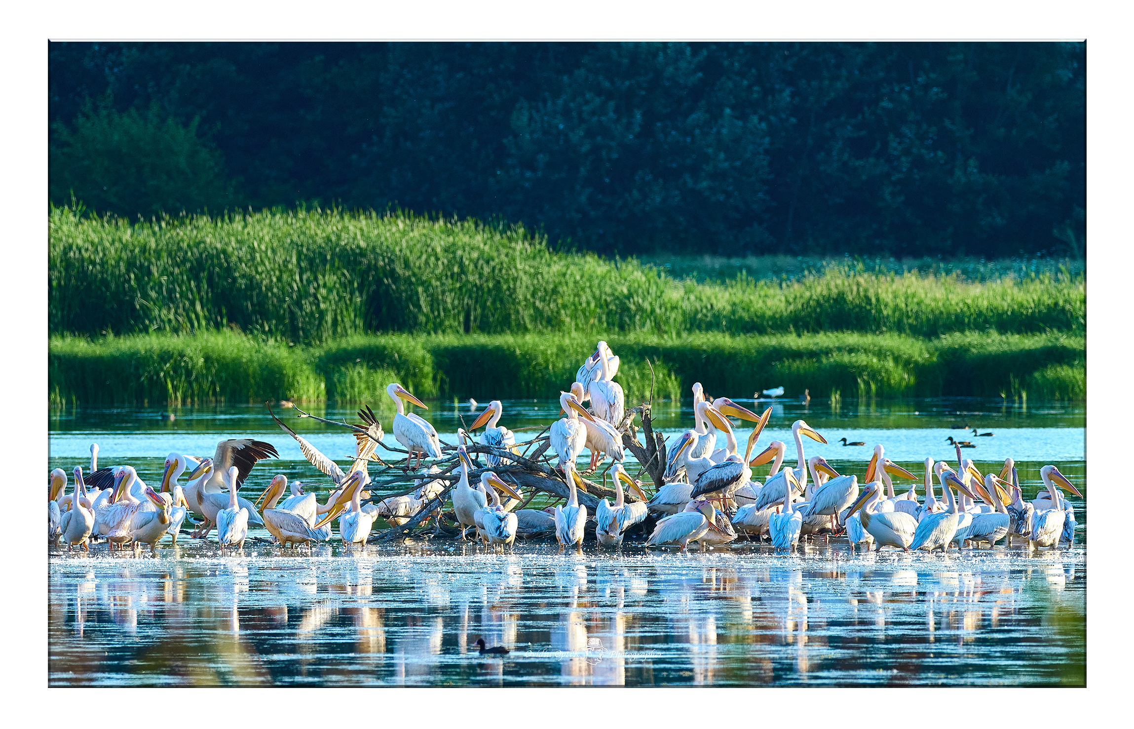 Tablou Canvas - Colonia Pelicanilor – Simfonia Naturii pe Dunare, by Ovidiu Optik Photography - imagine 2