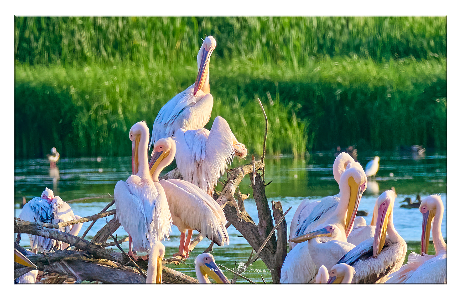 Tablou Canvas - Dansul Pelicanilor – Eleganță și Natură în Armonie, by Ovidiu Optik Photography - imagine 2