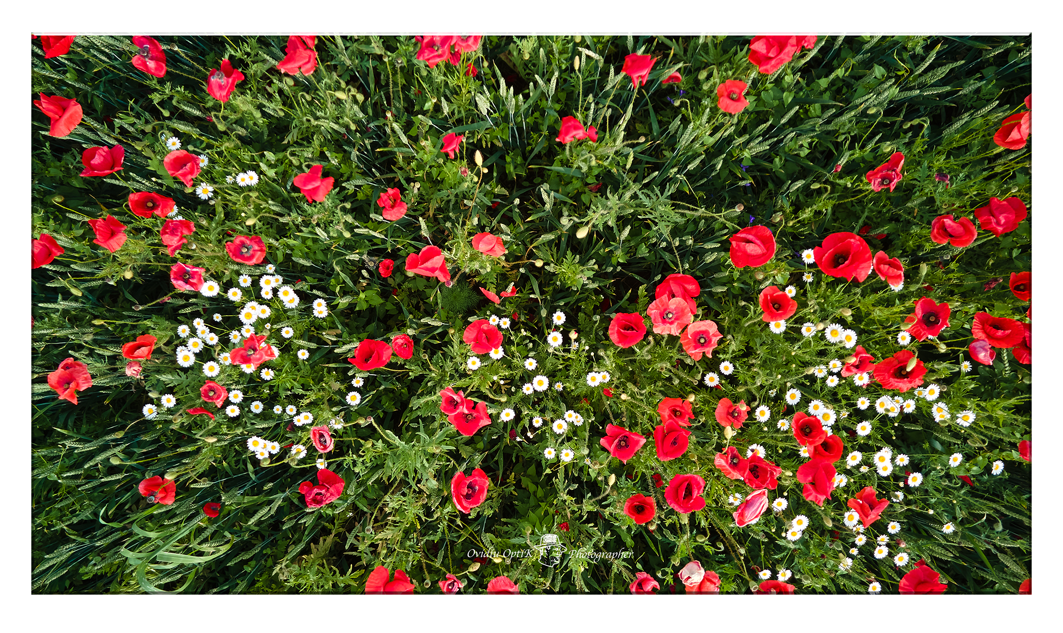 Tablou Canvas - Explozie de Culoare – Armonia Naturii în Flori de Mac și Margarete, by Ovidiu Optik Photography - imagine 2