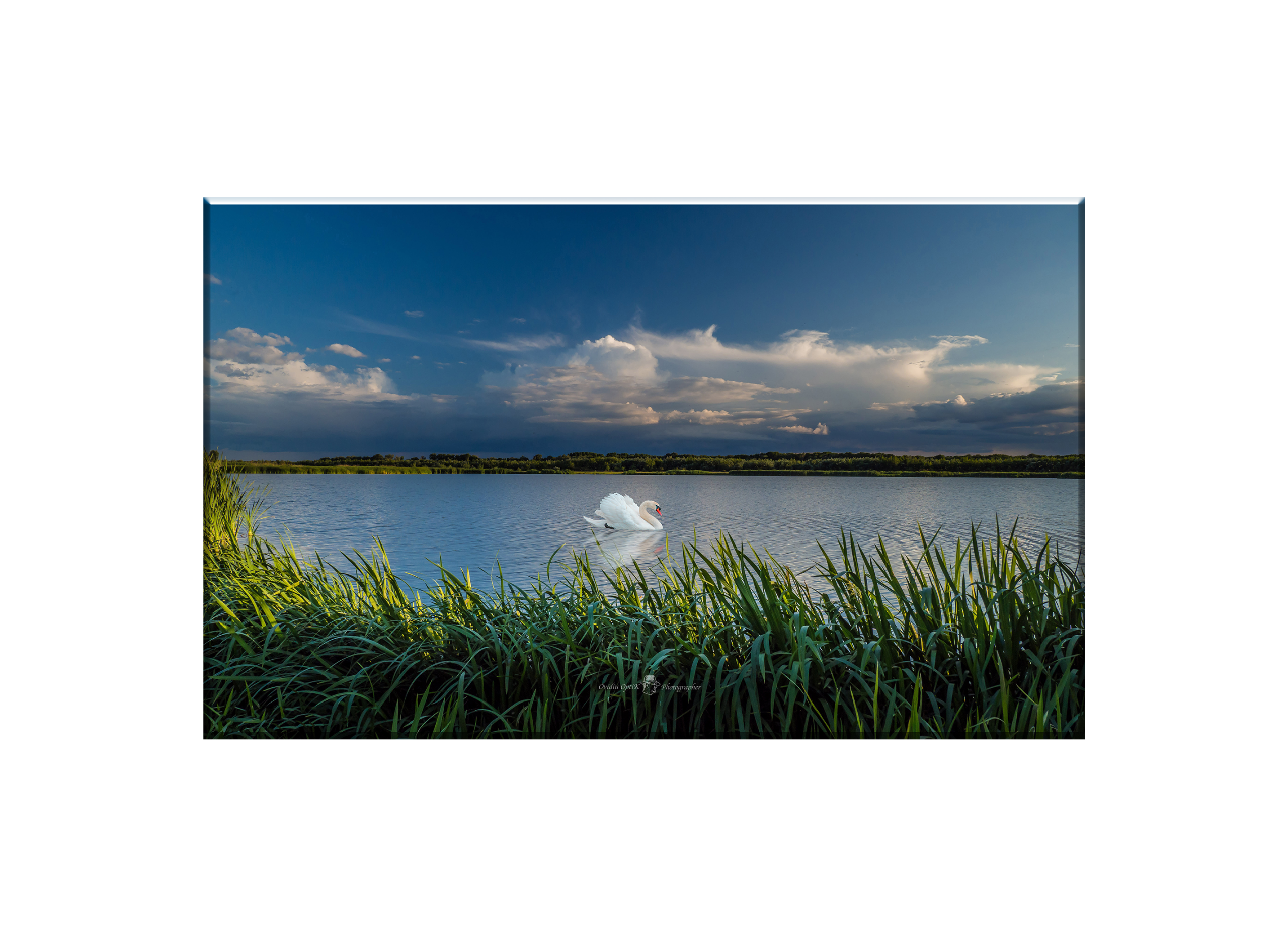 Tablou Canvas - Eleganță pe ape – Lebăda sub cerul dramatic, by Ovidiu Optik Photography - imagine 2